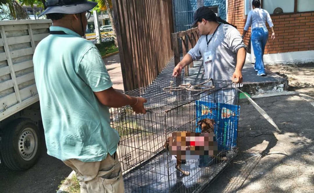 Agreden con un líquido caliente a una perrita en Veracruz; autoridades la mantienen bajo tratamiento.
Foto: Especial.