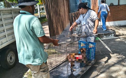 Agreden a perrita con líquido caliente en Veracruz; autoridades la mantienen bajo tratamiento