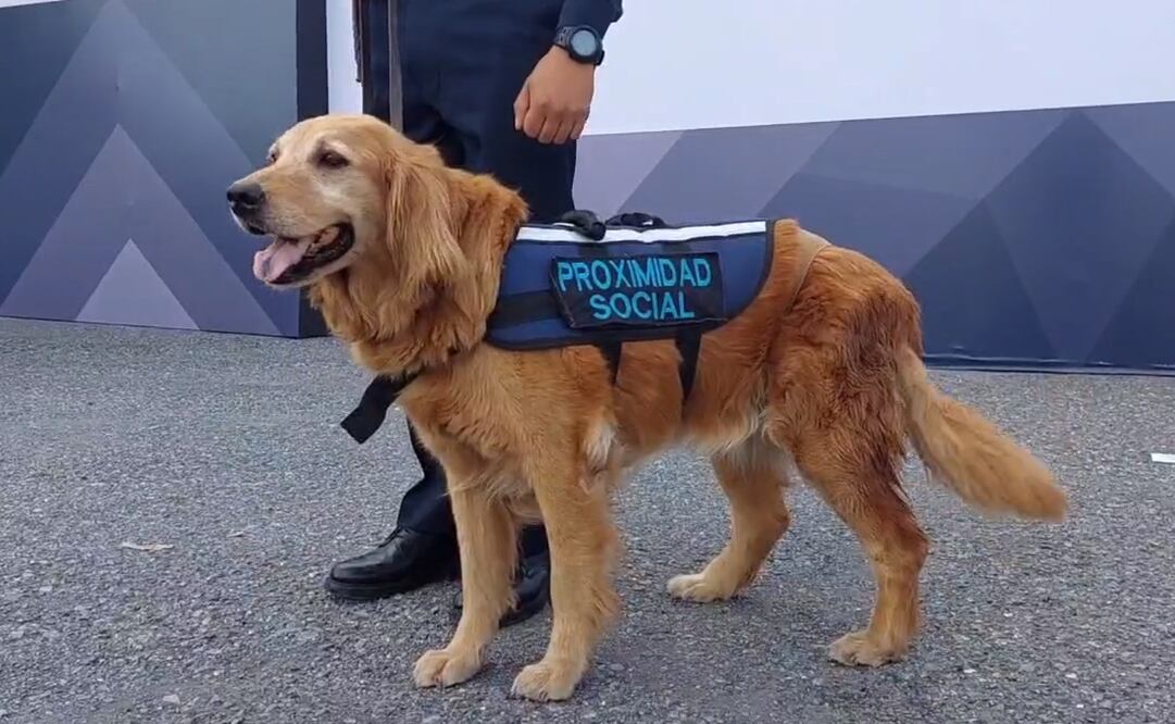 La perrita Sky era conocida por sus labores en seguridad. Foto: Twitter