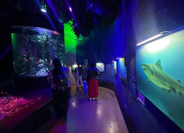 Acuario Inbursa: así es la exposición inmersiva de tiburones