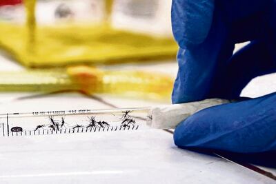 Confirman primer caso de microcefalia asociado al Zika en México