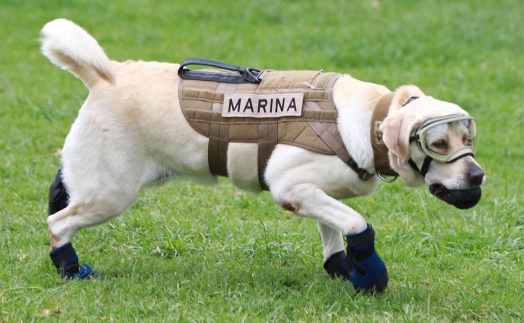 Twitter crea emoji de #TodosSomosFrida