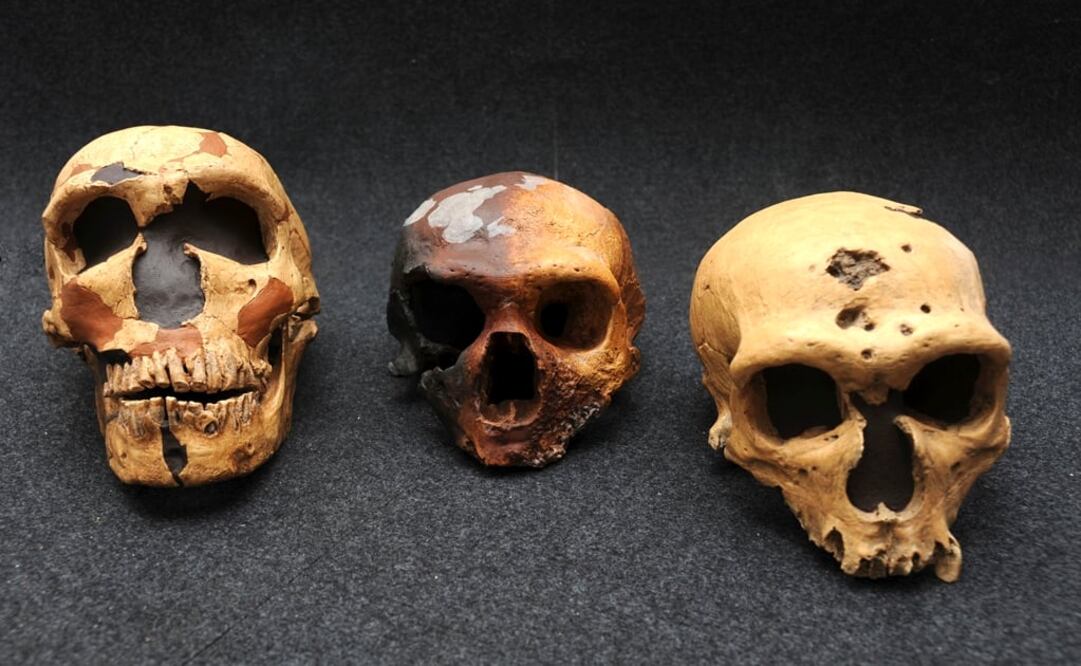 Cráneos utilizados por investigadores que revelaron que el "homo sapiens" euroasiático comparte del 1 al 4 por ciento de su ADN con los neandertales. Foto: Archivo