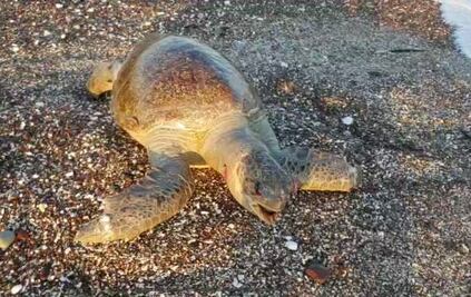 Graban video de muerte de tortuga marina en Mar de Cortés; culpan a Grupo México