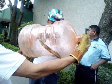 Capturan serpiente dentro de clínica en Coapa