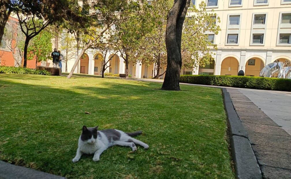 Gatitos de Palacio Nacional. Foto: Pedro Villa y Caña. EL UNIVERSAL