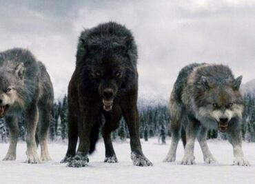 ADN revela secretos de lobos gigantes que inspiraron a los de "Game of Thrones"