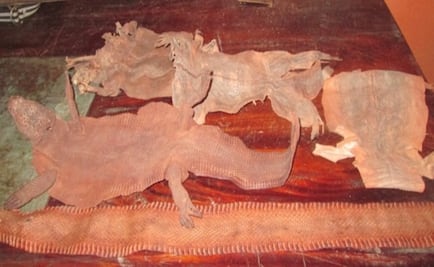 Aseguran pieles de ejemplares de vida silvestre en Guerrero