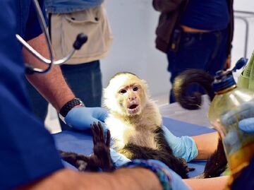 Policía frena tráfico de animales en Colombia; hallan monos ocultos en partes íntimas