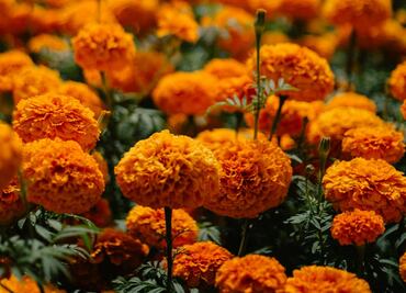 Arranca venta de cempasúchil en CDMX; producción rompe récord