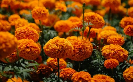 Arranca venta de cempasúchil en CDMX; producción rompe récord