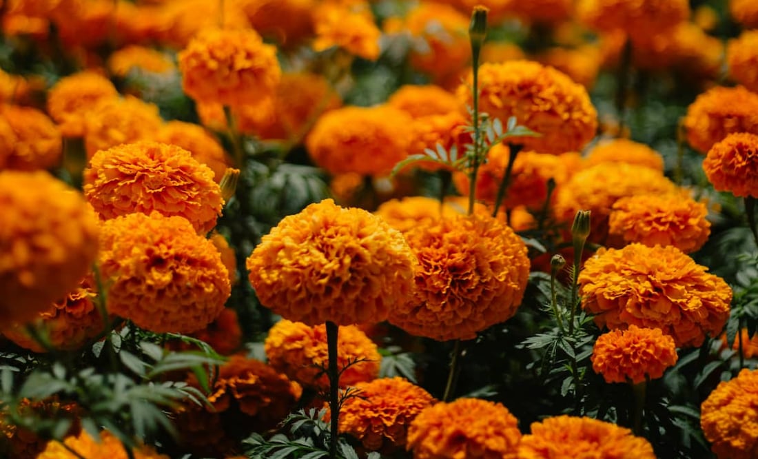 Flor de cempasúchil. Foto: Unsplash