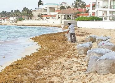 Se adelanta llegada de sargazo a playas del Caribe