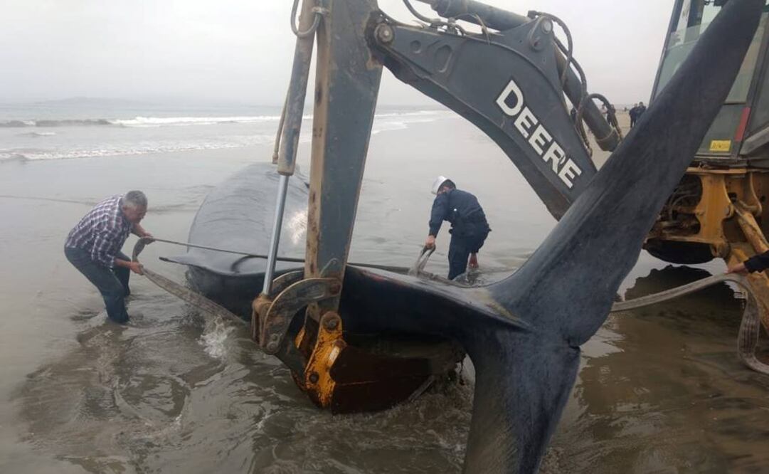 Equipos de la Armada junto con funcionarios del Servicio Nacional de Pesca y Acuicultura trabajaban en el rescate del cetáceo (Fotos: Reuters)