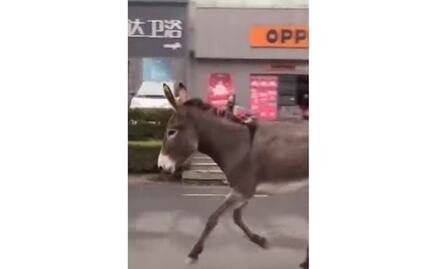 ¡Ni tan burro! Captan a burrito en fuga antes de ser servido como comida en China