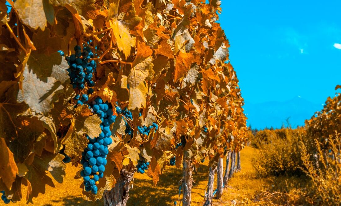 En la ruta del vino, visitarás Mendoza, el mayor productor, sobre todo de tintos, en Argentina. (Foto: iStock)