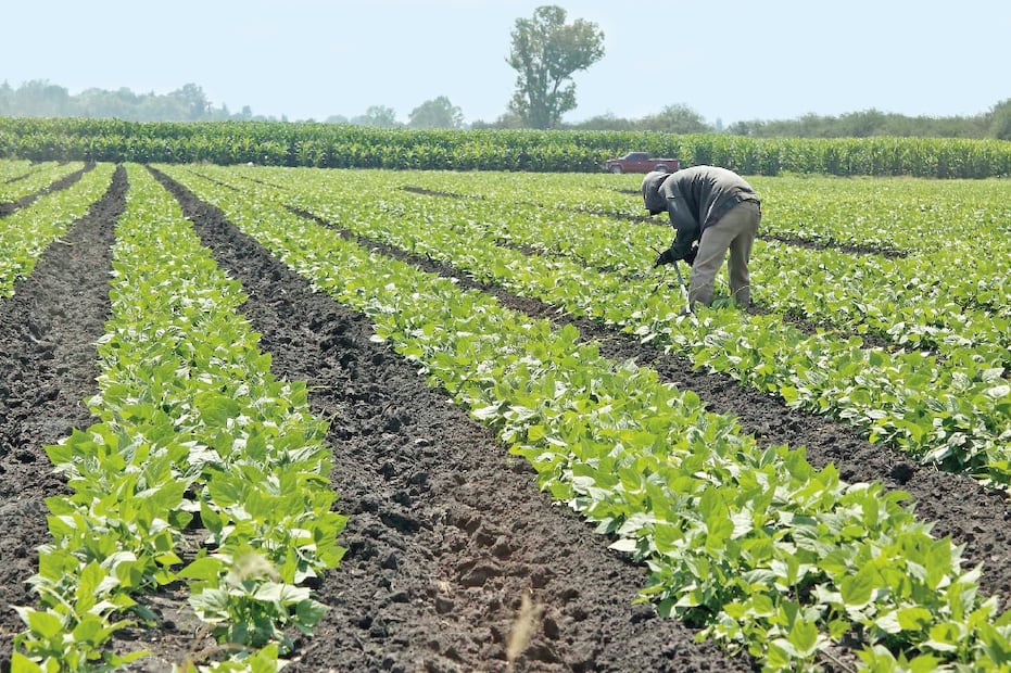 Varios productos morelenses producidos de manera orgánica con productos agroecológicos ya son comerciados en algunas partes de Europa. Foto ilustrativa: (ARCHIVO EL UNIVERSAL)
