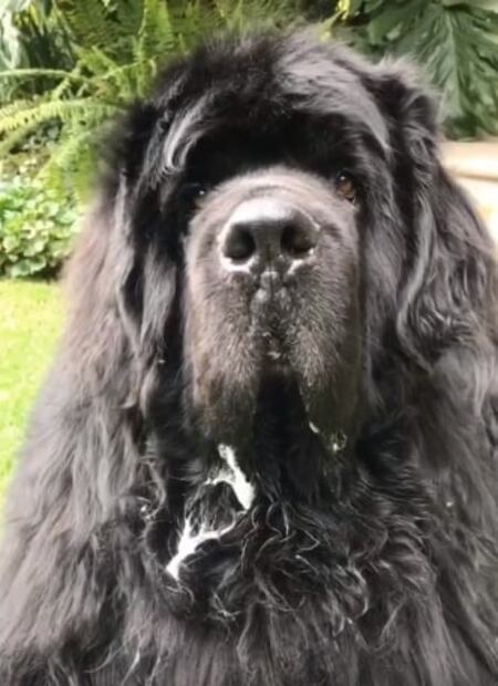 Martha Debayle está desolada por la muerte de su perro 