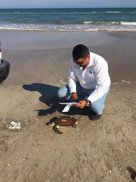 Registran muerte masiva de tortugas marinas en Tamaulipas