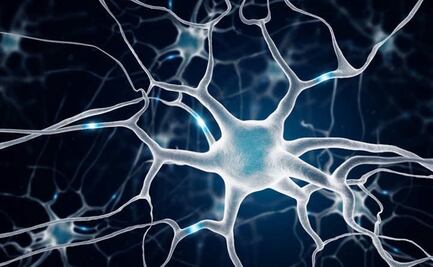 La ayahuasca fomenta la formación de nuevas neuronas: estudio