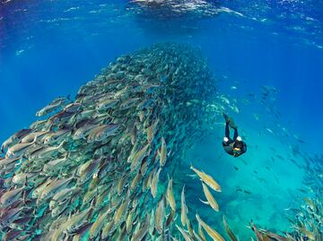 Bucear para conservar: un océano que vale más vivo que explotado