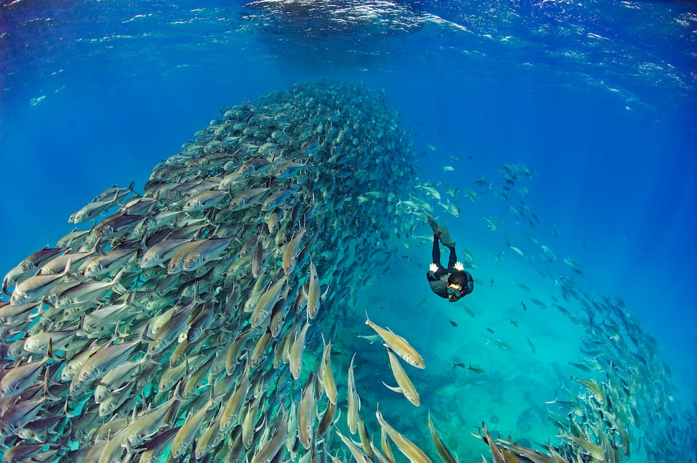 El buceo permite que jóvenes de comunidades costeras encuentren medios de vida sostenibles en sus propios territorios. (Foto: Octavio Aburto-Oropeza)