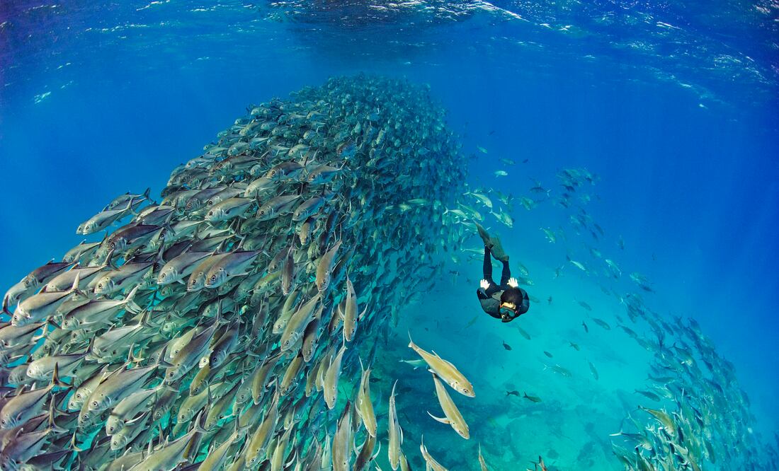 El buceo permite que jóvenes de comunidades costeras encuentren medios de vida sostenibles en sus propios territorios. (Foto: Octavio Aburto-Oropeza)