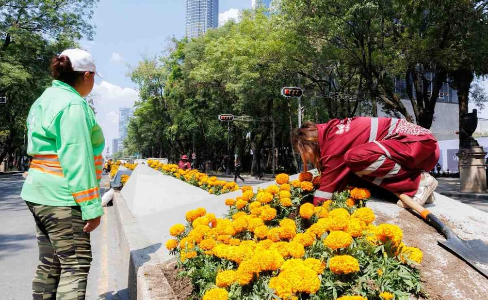 Trabajadores realizan la instalación de flores de cempasúchil sobre Paseo de la Reforma, frente al Ángel de la Independencia, como parte de los preparativos y adecuaciones urbanas en una de las zonas más emblemáticas de la capital. Foto: Osmar Alvarado | EL UNIVERSAL