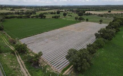Agricultores esperan buenas cosechas tras lluvias en Aguascalientes; 4 municipios son los más beneficiados