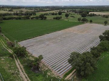 Agricultores esperan buenas cosechas tras lluvias en Aguascalientes; 4 municipios son los más beneficiados