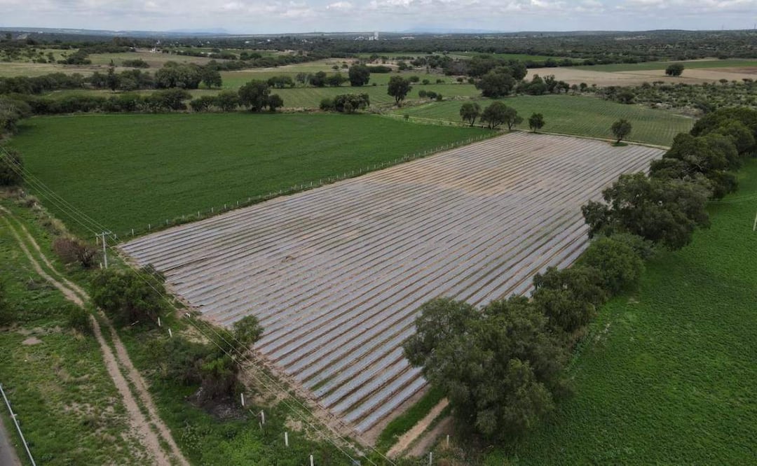 En Aguascalientes ha llovido más de lo habitual y en las 70 mil hectáreas de temporal, se esperan buenas cosechas (26/06/2025). Foto: Especial