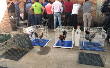 PGR asegura 60 gallos de pelea en palenque clandestino de León, Guanajuato