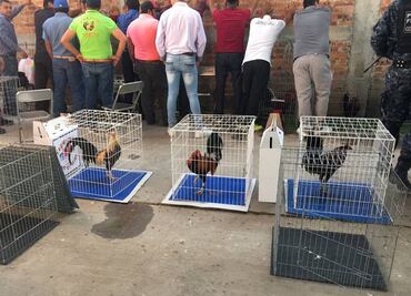 PGR asegura 60 gallos de pelea en palenque clandestino de León, Guanajuato