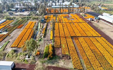 Floricultores de CDMX venden 93% del cempasúchil y generan más de 100 millones de pesos en derrama