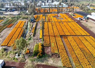 Floricultores de CDMX venden 93% del cempasúchil y generan más de 100 millones de pesos en derrama