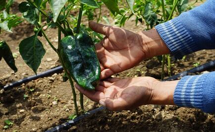 Las manos que hacen posible los ingredientes para el chile en nogada