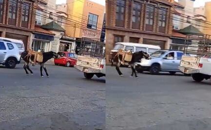 VIDEO Nuevo caso de maltrato contra burrito en Zacatecas; exigen aplicar ley de bienestar animal
