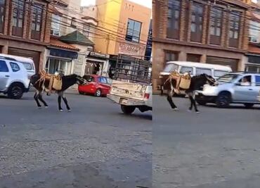 VIDEO Nuevo caso de maltrato contra burrito en Zacatecas; exigen aplicar ley de bienestar animal