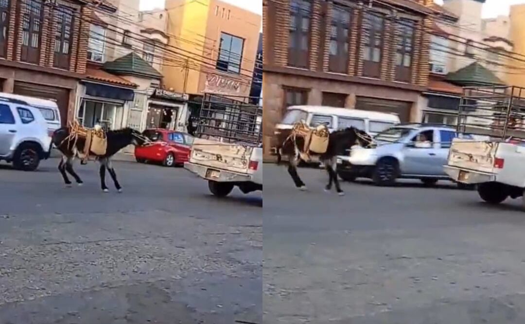Maltrato contra burrito en Zacatecas al ser jalado por una camioneta en el municipio de Guadalupe (09/05/2025). Foto: Especial