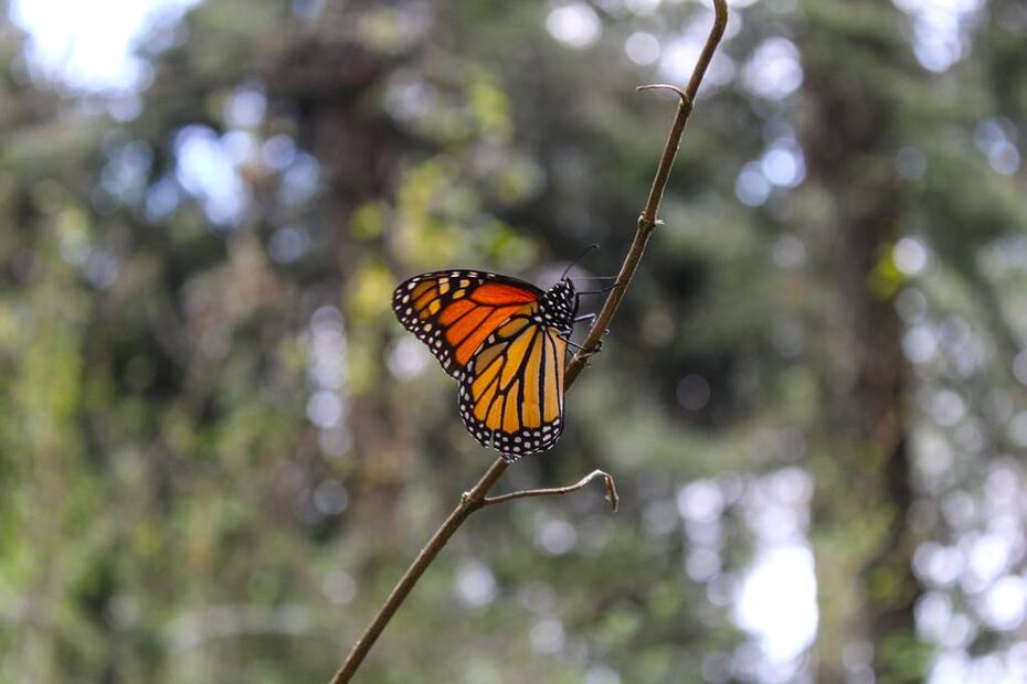 Foto: Sectur Michoacán