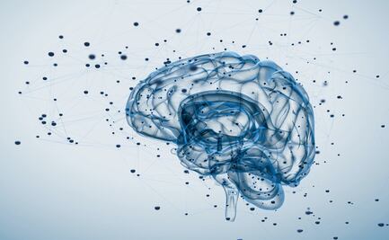 El cerebro tiene una función integrada y no separada como se creía: Estudio