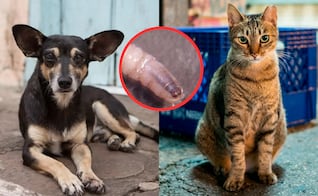 ¿Cómo identificar el gusano barrenador en mascotas?; conoce qué hacer si lo detectas