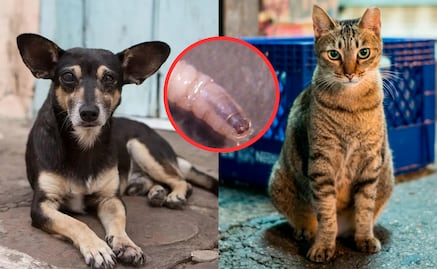 ¿Cómo identificar el gusano barrenador en mascotas?; conoce qué hacer si lo detectas