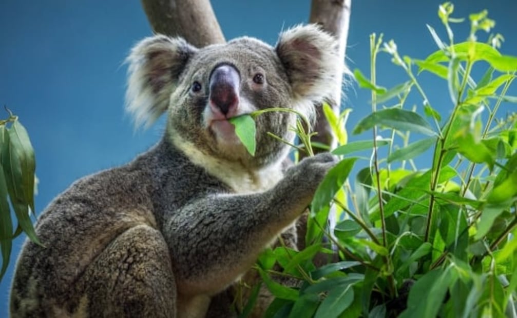 ¿Es cierto que los tiernos koalas se drogan con hojas de eucalipto?
