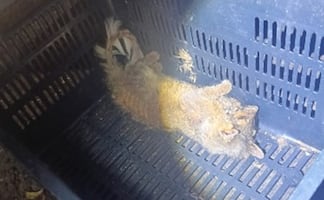 Policías rescatan a tlacuache herido en alcaldía Álvaro Obregón; estaba dentro de una casa