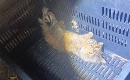 Policías rescatan a tlacuache herido en alcaldía Álvaro Obregón; estaba dentro de una casa