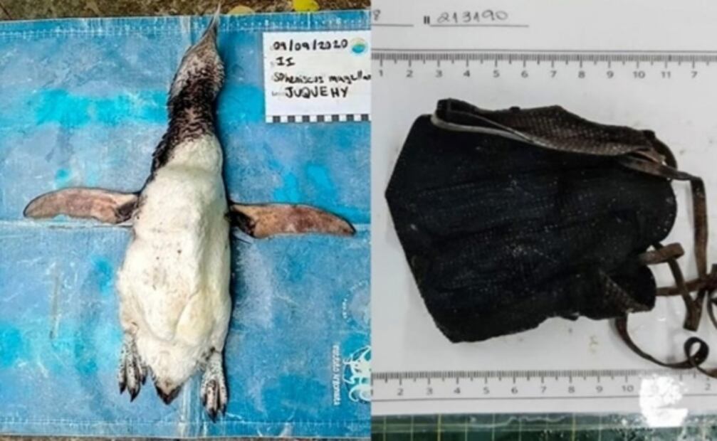 Causa preocupación muerte de pingüino tras ingerir cubrebocas N95 en Brasil 