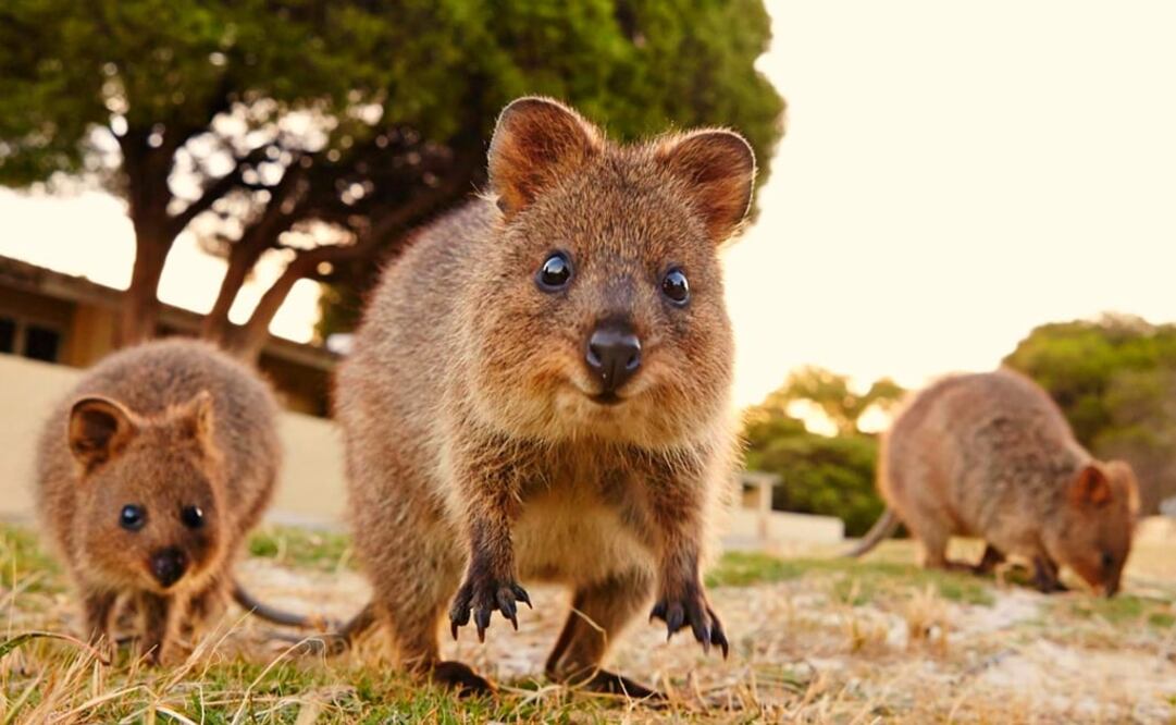 Los quokkas son marsupiales como los canguros (Foto. Turismo Rottnest Island)