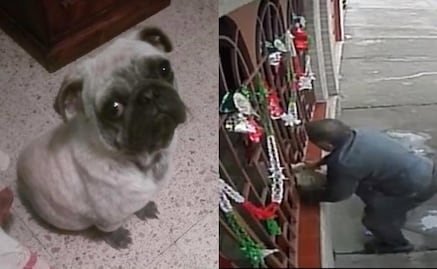 Robo de perro en casa genera indignación