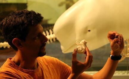 Descubren fósiles de dos especies, antecesoras del delfín y el cachalote